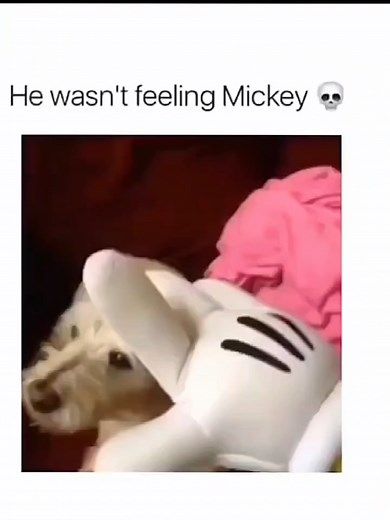 Funniest Dog Moments Caught on Camera 🐶🤣