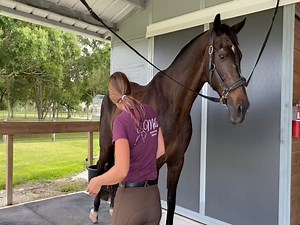 2.3K views · 20 reactions | Back Muscles for the Win! Horse Massage with Nico Part 2 | Matt Williams | Facebook