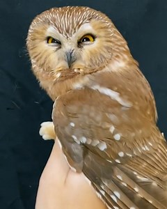 This researcher is studying the most adorable northern saw-whet owls 🦉😄 | Furry Tails
