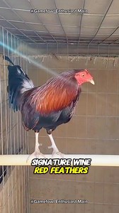 The History of Claret Gamefowl #claret #claretgamefowl #gamefowlhistory | Gamefowl Enthusiast