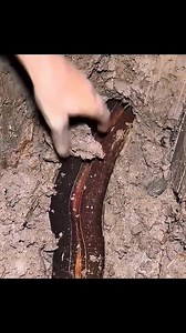 1.4K views · 6.9K reactions | Amazing Mud Fishing | Eel Caught From a Hidden Hole #Amazing #fishing #viral | Kawsaruzzaman Molla | Facebook