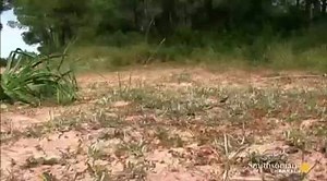 3.6K views · 39 reactions | How Bee Orchids Drive Male Bees Crazy. The pollination of an ophrys orchid by a wasp. Bee orchids don't only look the part; they produce a perfume identical to the pheromones of female wasps. The scents drives males so crazy, they often prefer the plant over the real thing. | Spectacular photo | Facebook