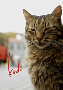 Kedi streaming: where to watch movie online?