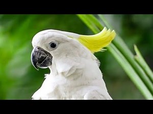 The beautiful Cacktoo