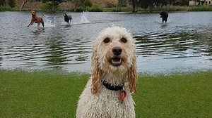 Perth records wettest January day in 18 years