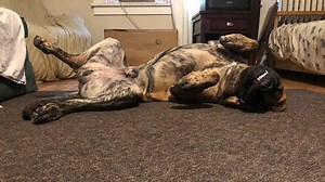 Lilly, Copper, Simba, Clover and Fiona. #minpinterrier #fem #cockerspaniel #filabrasileiro #brazilianmastiff | Ben White IFBB Pro | Facebook