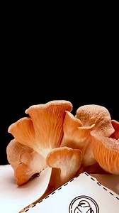Growing Pink Oyster Mushroom #mushroom #plants #plantgrowth #timelapse #growingplants | Growing Timelapse