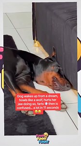 Dogs dreaming funny compilation | Funny funny funny