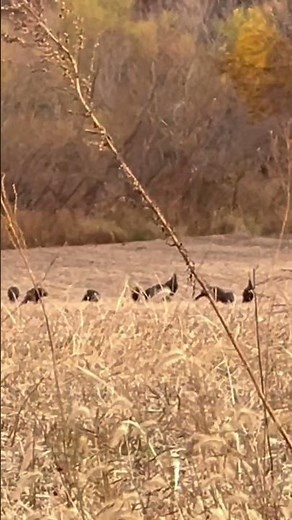 Some Illinois public land Turkeys