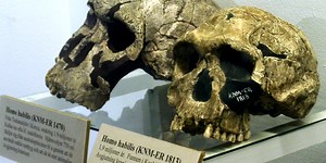 Homo Habilis, Manusia Tangkas dari Afrika