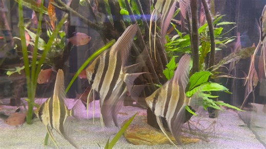 How stunning do our True Wild Altum Angelfish look? 😍🔥❤️ | Exotic Aquatics Belfast