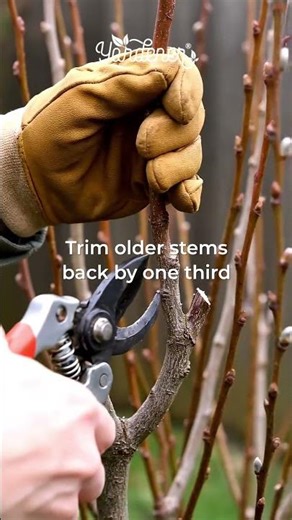 How to Prune a Pussy Willow — Do This Before New Growth Starts