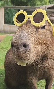 2.8K views · 92 reactions | Happy National Peanut Day! While today is all about the real peanut's day, we couldn't resist giving a shoutout to our favorite 'peanut', the Capybara! #NationalPeanutDay #CapybaraLove | ZooWorld Panama City Beach | Facebook