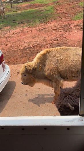Have you ever visited this place before ? The Wild Animal Safari in Pine Mountain, Ga. #wildanimals #safari #SafariTours | James Riles III