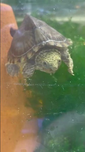 Razorback Musk Turtle 🐢 #freshwater #reptiles #turtle #fishtank