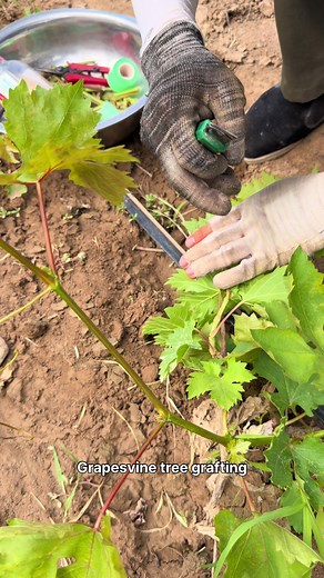 Grapevine Grafting to Improve Fruit Quality and Production