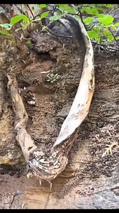 Sweet plum from the nature | Hong Kong Bonsai Pots