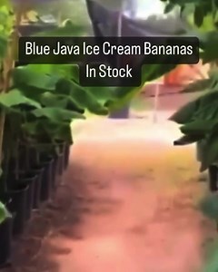 Blue Java ”Ice Cream” Banana Trees In Stock $99 each 3.5 gallon...