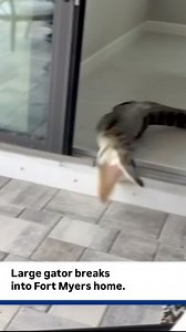 12K views · 32 reactions | A Fort Myers family got a very dangerous...