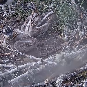 2.7K views · 63 reactions | Last afternoon meal for the three Cowlitz PUD Osprey chicks. | Million Viewer | Facebook