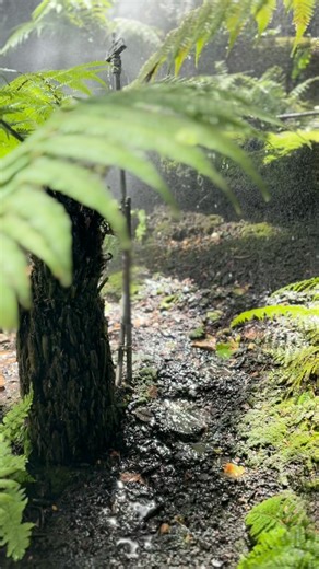 Our dreamy ferns showering in the September sun! 🌞 Have you seen the fern garden on our Kensington Campus? Tree ferns thrive in the deep shade, and there is enough heat from the building to protect our ferns against winter weather. Their misty morning shower serves to water the ferns, which could not draw enough moisture from the dry soil under the plane tree at the centre of the court. | Royal College of Art