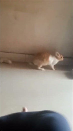 🐇 chota 🐇 rabbit 🐇