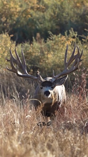 Good Bull Outdoors on Instagram: "The most impressive muley I’ve ever seen on the hoof! #Photography #wildlife #nature #colorado #goodbull #muledeer #buck #muley #deer"