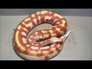 Badass Blood Python Morphs!