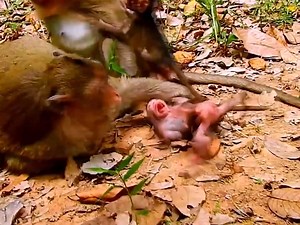 Find real reason !!! why newborn baby monkey crying and seizures like this? | Emery Monkey | Facebook