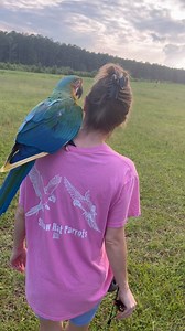 18K views · 828 reactions | #freeflight with the #macaws! | Straw Hat Parrots | Facebook
