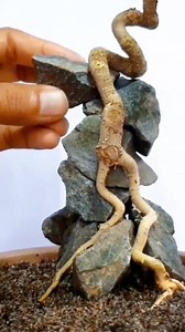 makking Root over rock bonsai #bonsai #bonsaiviral #bonsairoot #bonsaiindonesia #viral #fypシ | Nghiện Bonsai