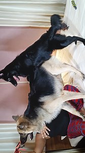 6K views · 38 reactions | Is a 2 year old German Shepherd still a...