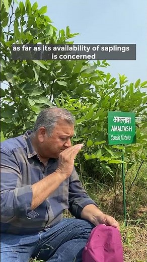 The importance of planting the Amaltas tree (Cassia fistula)