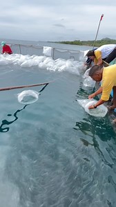 Ang pag paglalagay nang figerlings na bangus sa fishcage #Fishfarming #fblifestyle | Selie Uoreb