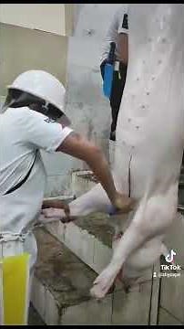 Lady butcher/slaughterer. An A-Z procedure in swine slaughtering.