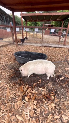 38 reactions | Alice loves a good mud wallow but she has to get it just right. #kindredspiritscarefarm #sanctuary #501c3 #rescue #nonprofit #carefarm #chatsworth #losangeles #socal #bekindtoallkinds #pig #rescuepig #potbelliedpig | Kindred Spirits Care Farm | Facebook