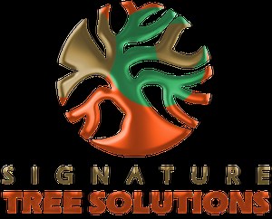 Recent Projects — Signature Tree Solutions