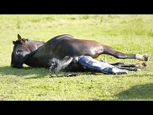 The Miracle of Birth Witnessing a Mare || A Comprehensive Guide to Successful Births