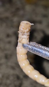 Carebara Diversa #insects #fourmis #ants #antkeeping #animals #antfarm #nature #carebaradiversa | Alexfourmisoff