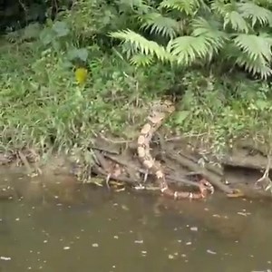 #INCREÍBLE Practicar buceo y encontrarte con una boa 🐍 es increíble: Video de Paul Aventura 👌 #amazonia #moronasantiago #ecuador | Amazonía Informa