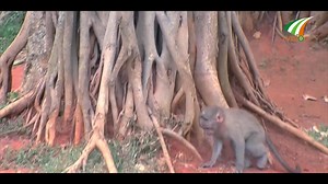 3.9K views · 30 reactions | ലോകത്തിലെ വലിയ മരങ്ങളിൽ ഒന്നും, 400 വർഷം...