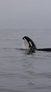 50K views · 125 reactions | Yummy Orca spying hopping with a common murre in its mouth! | Slater Moore Photography | Facebook