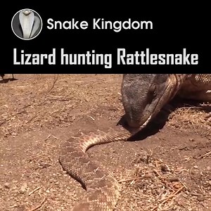 Lizard hunting Rattlesnake on desert! | Snake Boss