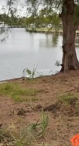 100K views · 258 reactions | Hey FELDMAN! By Desoto, three island blvd, Hallandale beach my friend found a dead body wrapped in a bed cloth 9:30 am, similar to the lady on the beach. UPDATE from Broward Sheriff: “Heavy Sleeper” | Hollywood Beach TV | Facebook