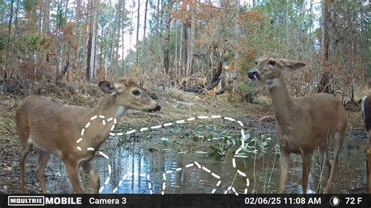 Oh deer...can you pause this trail cam footage at the perfect time? | Live Wildly