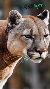 Cougar: The Silent Predator With Supernatural Strength 😱 | Mountain Lion Facts You Never Knew #Cougar #MountainLion #Puma #WildlifeFacts #PredatorLife #BigCats #NatureExplained #AnimalKingdom #fblifestyle | WildByte