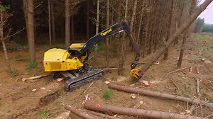 Tigercat LS855C shovel logger with 5195 felling head in Tasmania | Forestry Equipment in Action
