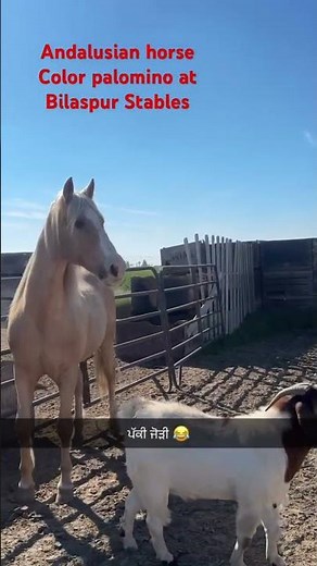 andalusian horse palomino