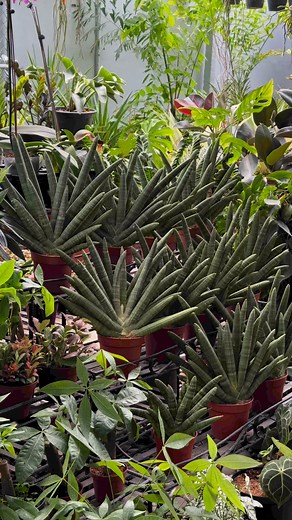 sansevieria boncel ✨ | Bm-Jov Garden Center