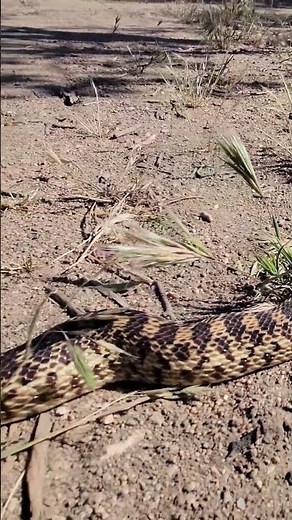 Monster Gopher Snake